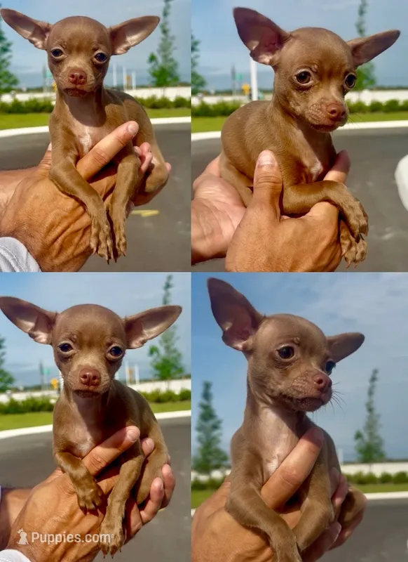 Jack – Chihuahua puppy for sale in Miami Gardens, FL