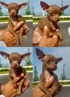 Jack, a male Chihuahua for sale in Miami Gardens, FL – 1 of 1