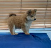 Sophie , a female Chow Chow for sale in Miami Gardens, FL – 2 of 2