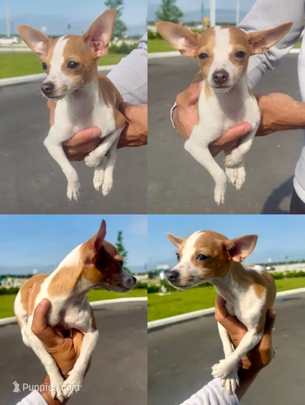 Chloe – Chihuahua puppy for sale in Miami Gardens, FL