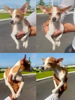 Chloe, a female Chihuahua for sale in Miami Gardens, FL – 1 of 1