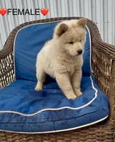 Bella, a male Chow Chow for sale in Miami Gardens, FL – 1 of 1