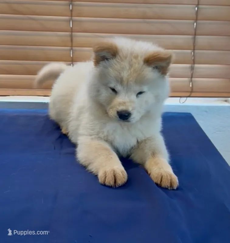 Rey – Chow Chow puppy for sale in Miami Gardens, FL