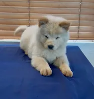 Rey, a male Chow Chow for sale in Miami Gardens, FL – 1 of 1