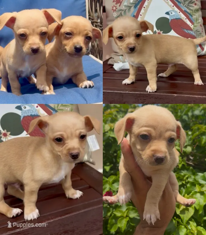 Jose, a male Chihuahua for sale in Miami Gardens, FL – 1 of 1