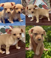 Jose, a male Chihuahua for sale in Miami Gardens, FL – 1 of 1