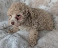 Brulee, a female Poodle - Miniature  for sale in Rosalia, KS – 2 of 4
