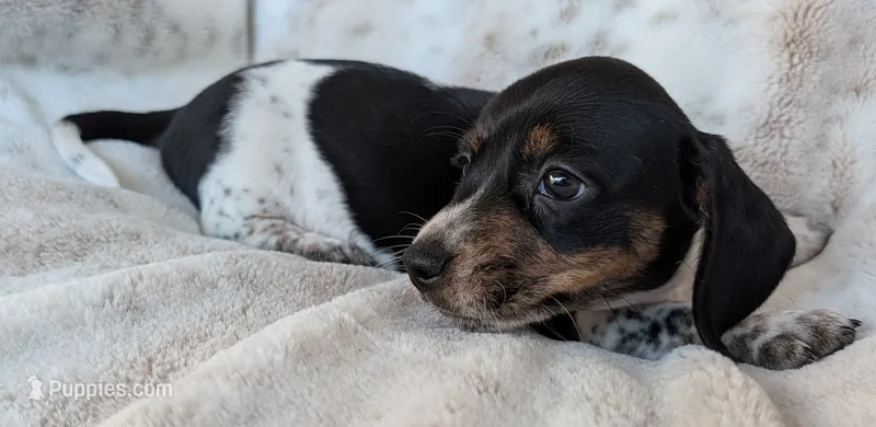Johnny  – Miniature Dachshund puppy for sale in Rosalia, KS