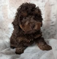 Cinnamon , a female Poodle - Miniature  for sale in Rosalia, KS – 4 of 4