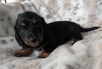 Ty, a male Miniature Dachshund for sale in Rosalia, KS – 4 of 6