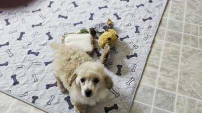 Ty, a male Poodle - Toy  for sale in Rosalia, KS – 2 of 2