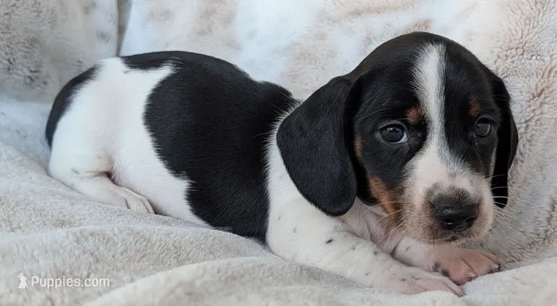 Danny – Miniature Dachshund puppy for sale in Rosalia, KS