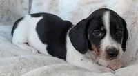 Danny, a male Miniature Dachshund for sale in Rosalia, KS – 1 of 5