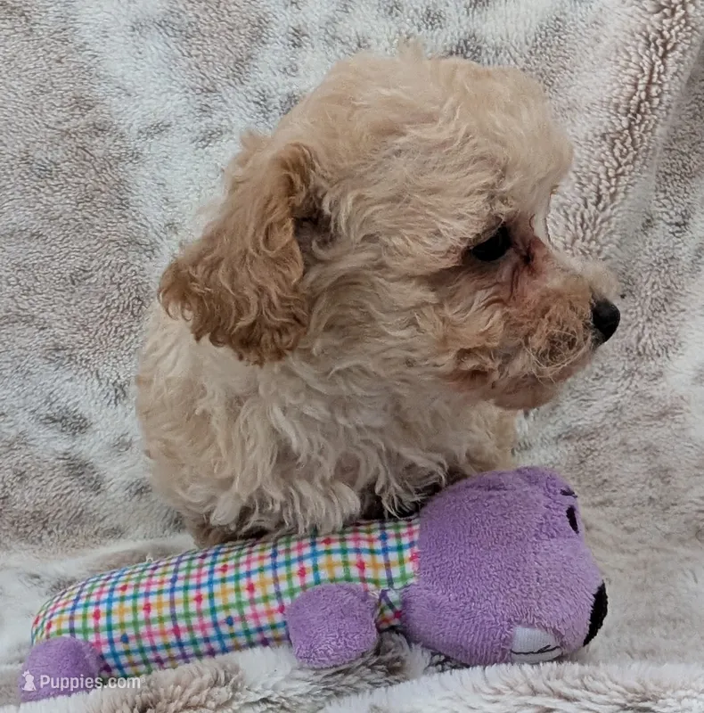 Sonny – Poodle - Toy  puppy for sale in Rosalia, KS