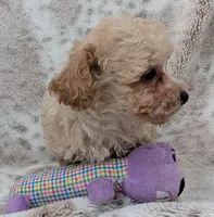 Sonny, a male Poodle - Toy  for sale in Rosalia, KS – 1 of 4