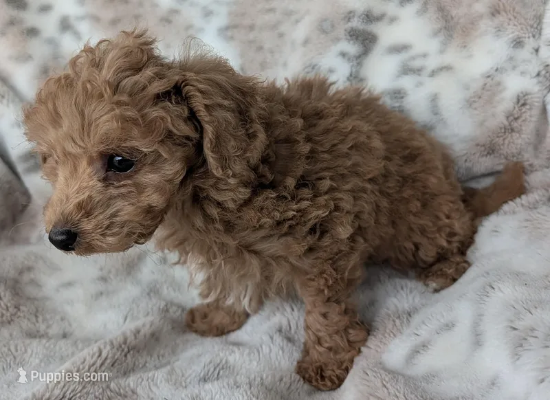 Bruce – Poodle - Toy  puppy for sale in Rosalia, KS