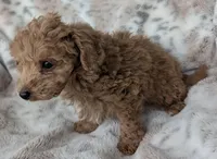 Bruce, a male Poodle - Toy  for sale in Rosalia, KS – Photo 1 of 6