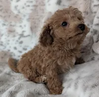 Bruce, a male Poodle - Toy  for sale in Rosalia, KS – Photo 2 of 6