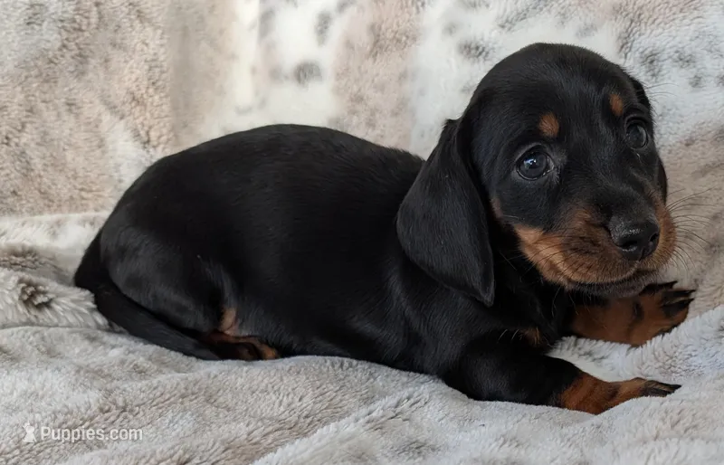 Allie, a female Miniature Dachshund for sale in Rosalia, KS – Photo 1 of 3