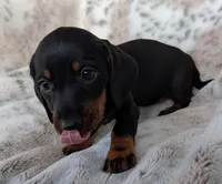 Allie, a female Miniature Dachshund for sale in Rosalia, KS – Photo 2 of 3