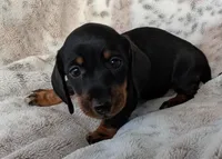 Allie, a female Miniature Dachshund for sale in Rosalia, KS – Photo 3 of 3