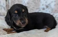 Tig, a male Miniature Dachshund for sale in Rosalia, KS – 4 of 4