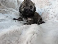 Birdie, a female Shihpoo for sale in Rosalia, KS – 3 of 3