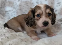 Trip, a male Miniature Dachshund for sale in Rosalia, KS – 1 of 3