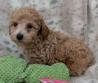 Beau, a male Poodle - Toy  for sale in Rosalia, KS – 5 of 5