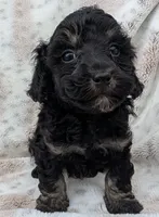 Wyatt, a male Poodle - Toy  for sale in Rosalia, KS – 5 of 5