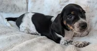 Johnny , a male Miniature Dachshund for sale in Rosalia, KS – 2 of 4