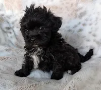 Bonnie, a female Shihpoo for sale in Rosalia, KS – 1 of 3