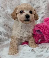 Teddy, a male Poodle - Toy  for sale in Rosalia, KS – 3 of 5