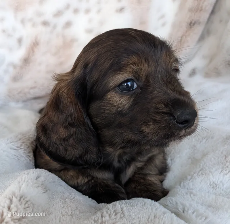 Luke – Miniature Dachshund puppy for sale in Rosalia, KS