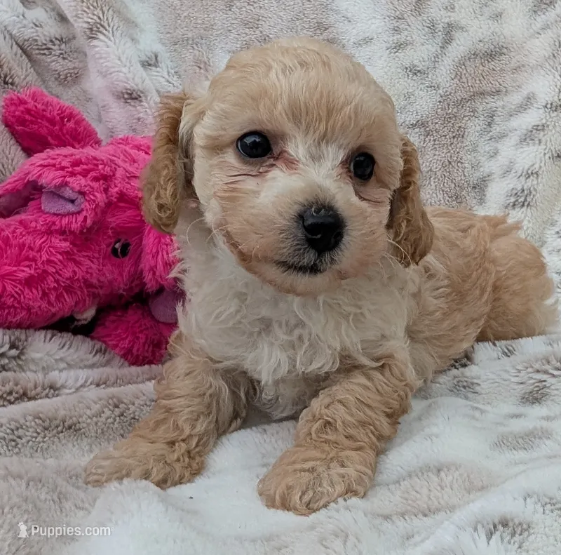 Teddy – Poodle - Toy  puppy for sale in Rosalia, KS