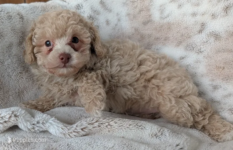 Brulee – Poodle - Miniature  puppy for sale in Rosalia, KS