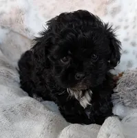 Beau, a male Shihpoo for sale in Rosalia, KS – 2 of 3