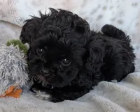 Beau, a male Shihpoo for sale in Rosalia, KS – 3 of 3