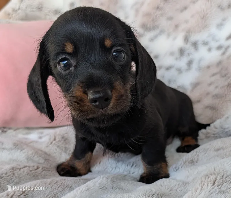 Raven, a female Miniature Dachshund for sale in Rosalia, KS – Photo 1 of 2