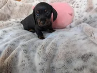 Raven, a female Miniature Dachshund for sale in Rosalia, KS – Photo 2 of 2