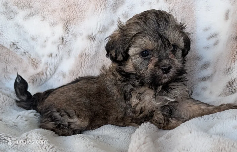 Belle – Shihpoo puppy for sale in Rosalia, KS