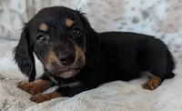 Tig, a male Miniature Dachshund for sale in Rosalia, KS – 3 of 4