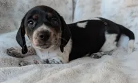 Johnny , a male Miniature Dachshund for sale in Rosalia, KS – 3 of 4