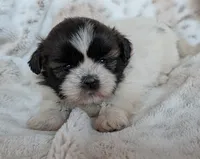 Rilee, a female Shih Tzu for sale in Rosalia, KS – 4 of 5