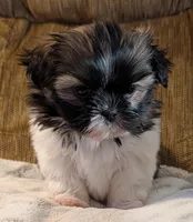 Ty, a male Shih Tzu for sale in Rosalia, KS – Photo 1 of 4
