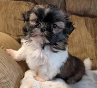 Ty, a male Shih Tzu for sale in Rosalia, KS – Photo 2 of 4