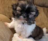 Ty, a male Shih Tzu for sale in Rosalia, KS – Photo 3 of 4