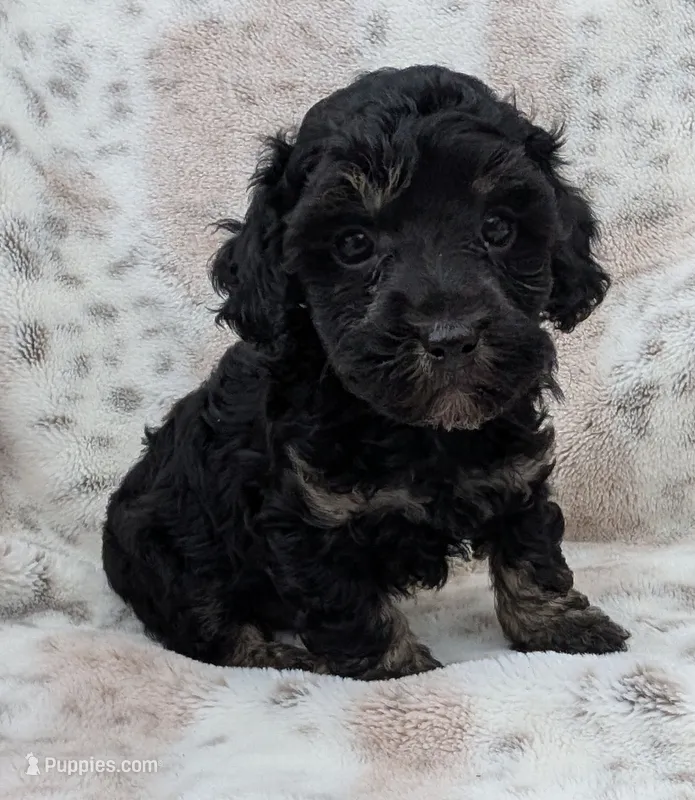 Wyatt – Poodle - Toy  puppy for sale in Rosalia, KS