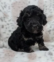Wyatt, a male Poodle - Toy  for sale in Rosalia, KS – 1 of 5