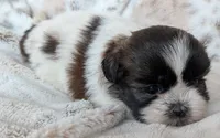 Rilee, a female Shih Tzu for sale in Rosalia, KS – 2 of 5